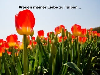 Wegen meiner Liebe zu Tulpen...
 