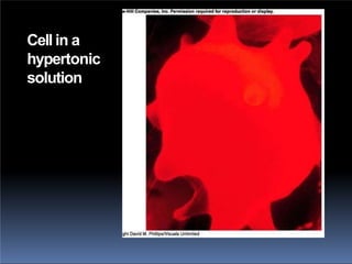 Cell in a
hypertonic
solution
 