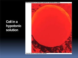 Cell in a
hypotonic
solution
 