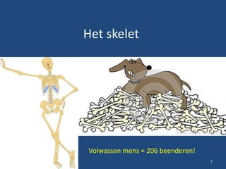 Het skelet
1
Volwassen mens = 206 beenderen!
 