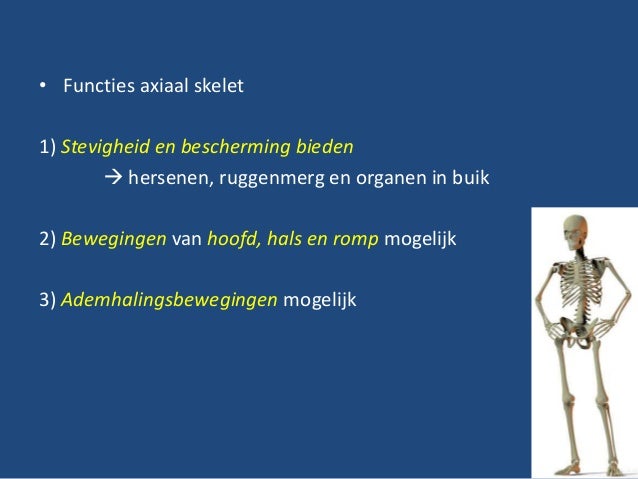 Het skelet