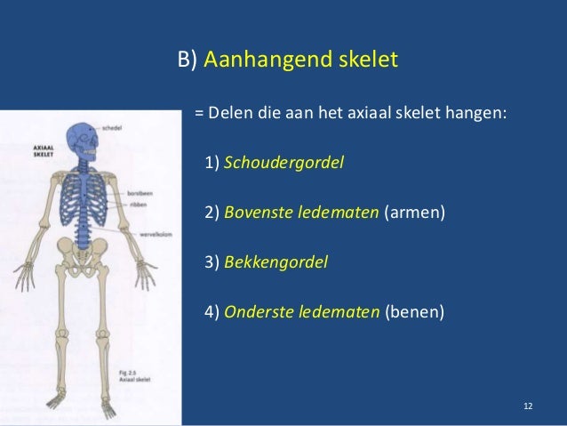 Het skelet
