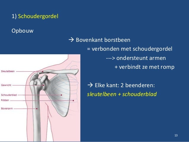 beenderen van de schedel