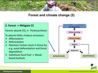 Climate change and forests: Synergy between mitigation and adaptation ...