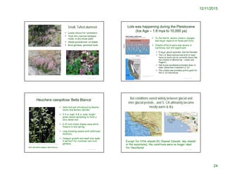 12/11/2015
24
© Project SOUND
Small, Tufted alumroot
 Lovely choice for containers
 Tuck into crevices between
rocks, in dry-stone walls
 Shady groundcover on slopes
 Rock gardens; perennial beds
http://jaysullivan.org/socal/alumre.htm
Heuchera caespitosa ‘Bella Blanca’
 Selected and introduced by Rancho
Santa Ana Botanic Garden
 2-4 in. high; 4-8 in. wide; bright
green leaves spreading to form a
very dense mat.
 6-10 inch stems display snow white
flowers in late spring.
 Long blooming season with additional
moisture.
 Compact growth and small size make
it perfect for container and rock
gardens.
© Project SOUND
http://www.suncrestnurseries.com/calnatives_show.php?id=heucebb
AKA Heuchera elegans ‘Bella Blanca’
Lots was happening during the Pleistocene
(Ice Age – 1.8 mya to 10,000 ya)
 To the North, severe climatic changes
had major impacts on fauna and flora.
 Climate effects were less severe in
California, but still significant:
 5 major glacial episodes: Sierras Nevadas
 The L.A. Basin had periods with at least
twice as much rain as currently (more like
the climate of Monterrey – cooler and
foggier)
 Oak & pine woodlands extended down to
lower elevations in western S. CA
 The climate was probably pretty good for
the S. CA Heucheras
© Project SOUND
http://www.perceptions.couk.com/glacials.html
http://geologycafe.com/eros
ion/glaciers.html
But conditions varied widely between glacial and
inter-glacial periods…and S. CA ultimately became
mostly warm & dry
Except for little islands (N. Channel Islands; ‘sky islands’
in the mountains), the conditions were no longer ideal
for Heucheras
© Project SOUND
 