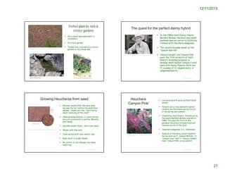 12/11/2015
27
Perfect plant for rock &
crevice gardens
 As a unique specimen plant in
containers
 In a rock garden
 Tucked into crevices in a crevice
garden or dry-stone wall
http://wildgingerfarm.com/plant-list/plants-f---h/heuchera-abramsii.html
Growing Heucheras from seed
 Harvest seeds after the seed pods
become dry but before the pods have
opened. Seeds are tiny – don’t worry
about removing all the chaff
 Ideal growing medium: 1:1 seed starter
mix and vermiculite or perlite. Moisten
until damp.
 Sprinkle seeds thinly – don’t over-seed.
 Water with fine mist
 Cover pot(s) with clear plastic bag
 Keep moist in bright shade
 Be careful to not damage root when
repotting
© Project SOUND
http://www.hazmac.biz/041018/041018HeucheraCaespitosa.html
The quest for the perfect dainty hybrid
 In the 1980s Dara Emory (Santa
Barbara Botanic Garden) used small
montane species native to California
crossed with Heuchera sanguinea
 The results became known as the
"Canyon hybrids“
 ‘Canyon Delight’ and ‘Canyon Pink’
were the first products of Dara
Emery’s breeding program to
develop small-leafed, compact coral
bells with showy flowers. Both are
F1 crosses of H. elegans and a H.
sanguinea hybrid.
© Project SOUND
https://www.sbbg.org/classes-events/lectures-symposia/dara-emery-2015
Heuchera
‘Canyon Pink’
 Low growing with gray mottled lobed
leaves.
 Flowers are a rose pink with lighter
centers and the bloom period occurs
in the spring and summer.
 Created by Dara Emery; introduced by
the Santa Barbara Botanic Garden in
1985. This was the first of the
gardens Heuchera introductions and
remains as one of the best.
 Heuchera sanguinea X H. rubescens.
 Several of the more recent Quartet
Series such as H. 'Canyon Melody', H.
'Canyon Duet' and H. 'Canyon Chimes'
have 'Canyon Pink' as one parent.
© Project SOUND
http://www.smgrowers.com/products/plants/plantdispla
y.asp?plant_id=834
 