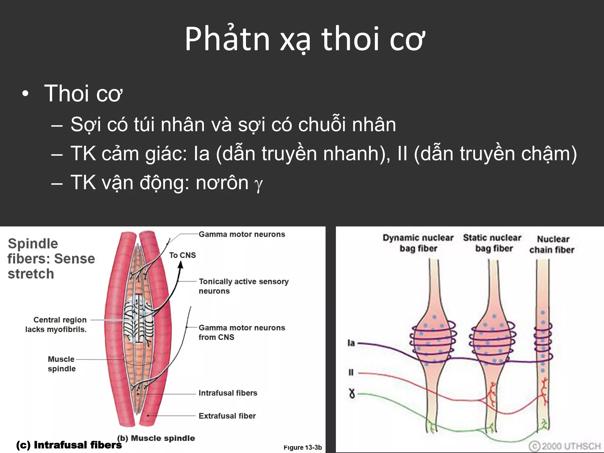 Phảtn xạ thoi cơ
•• ThoiThoi cơcơ
– Sợi có túi nhân và sợi có chuỗi nhân
– TK cảm giác: Ia (dẫn truyền nhanh), II (dẫn truyền chậm)
– TK vận động: nơrôn 
(c) Intrafusal fibers
 