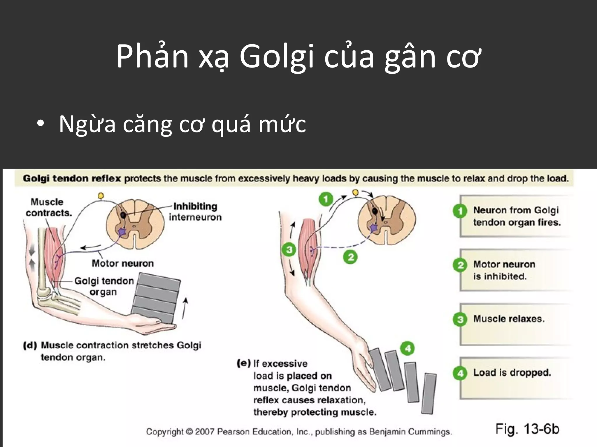 Phản xạ Golgi của gân cơ
• Ngừa căng cơ quá mức
 