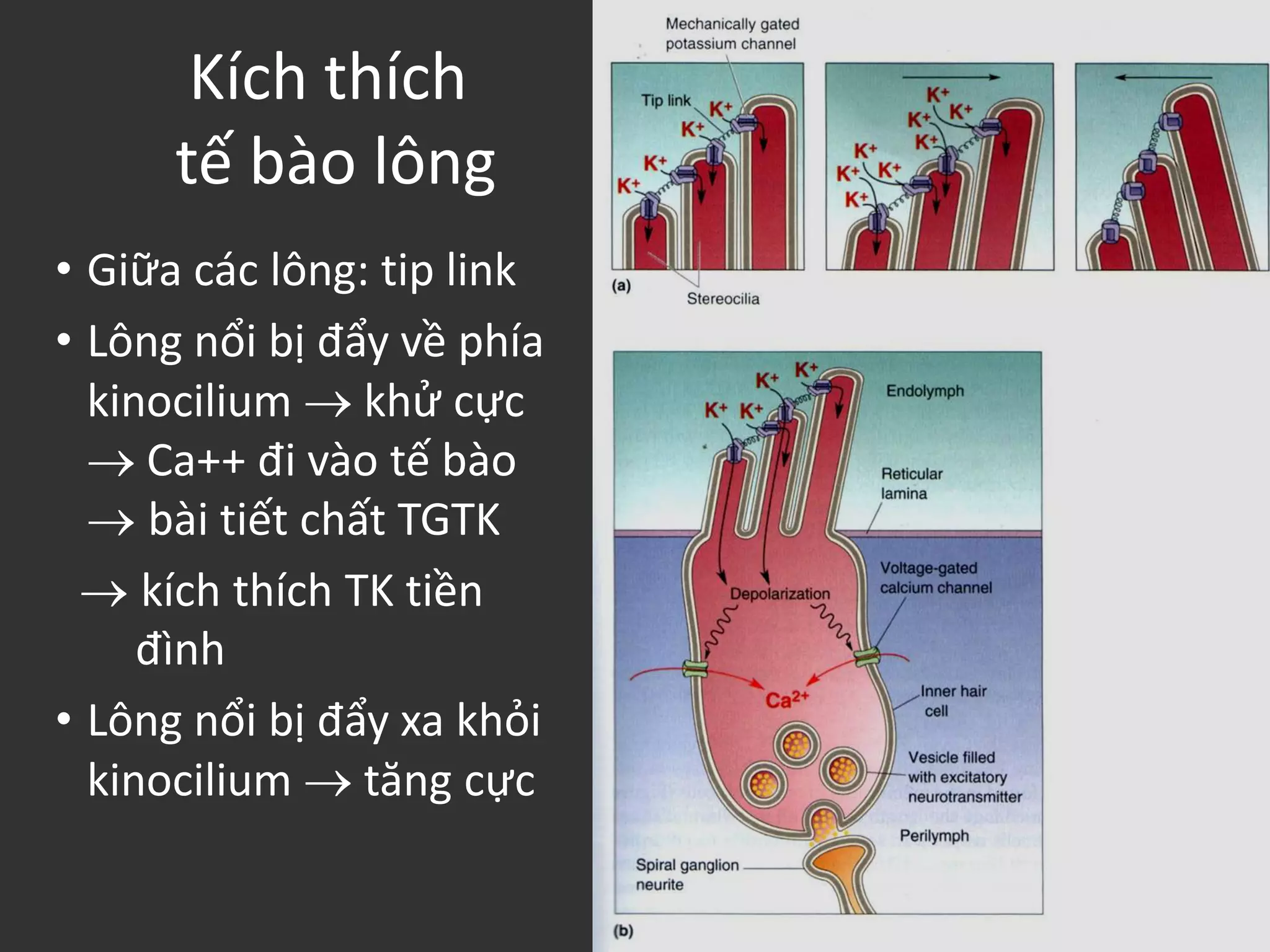 Kích thích
tế bào lông
• Giữa các lông: tip link
• Lông nổi bị đẩy về phía
kinocilium  khử cực
 Ca++ đi vào tế bào
 bài tiết chất TGTK
 kích thích TK tiền
đình
• Lông nổi bị đẩy xa khỏi
kinocilium  tăng cực
 