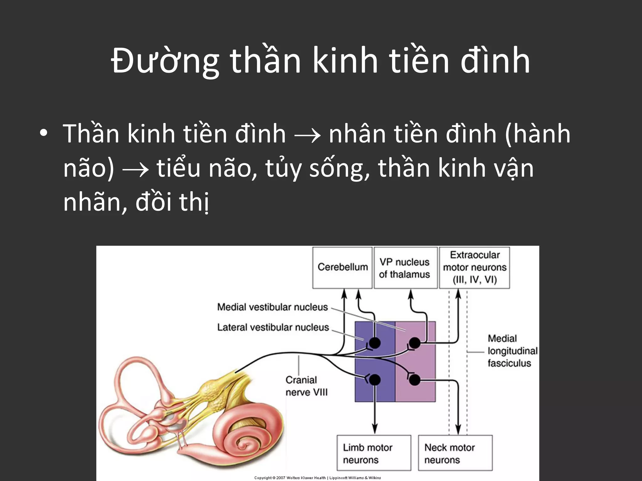 Đường thần kinh tiền đình
• Thần kinh tiền đình  nhân tiền đình (hành
não)  tiểu não, tủy sống, thần kinh vận
nhãn, đồi thị
 
