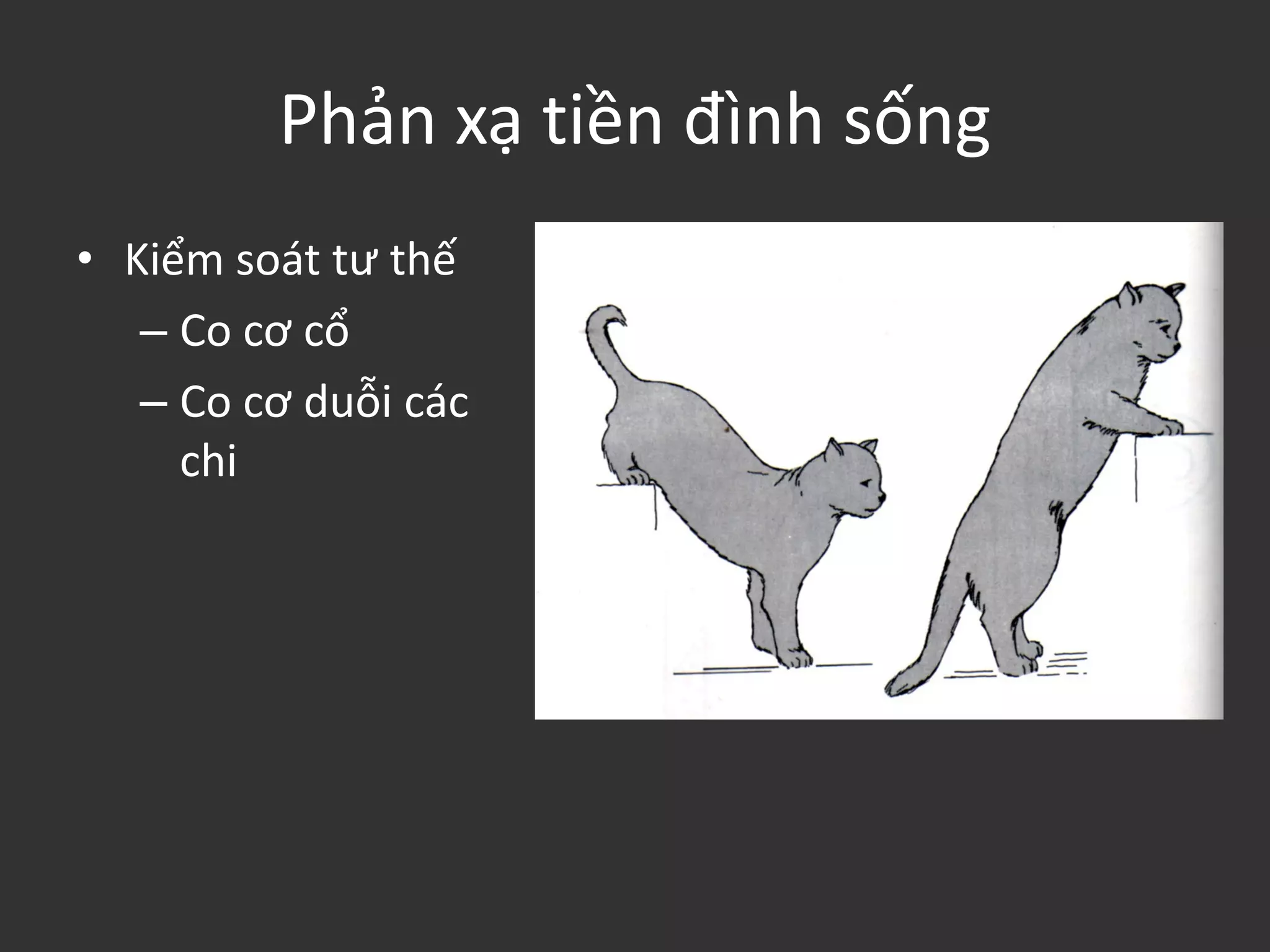 Phản xạ tiền đình sống
• Kiểm soát tư thế
– Co cơ cổ
– Co cơ duỗi các
chi
 
