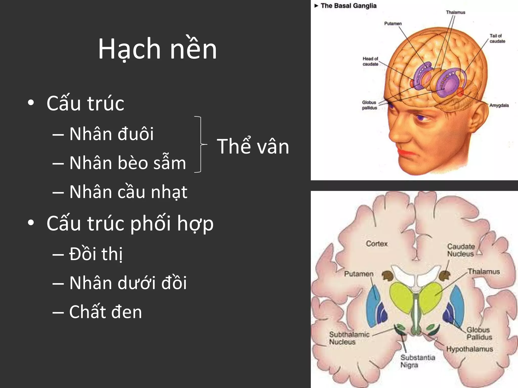Hạch nền
• Cấu trúc
– Nhân đuôi
– Nhân bèo sẫm
– Nhân cầu nhạt
• Cấu trúc phối hợp
– Đồi thị
– Nhân dưới đồi
– Chất đen
Thể vân
 