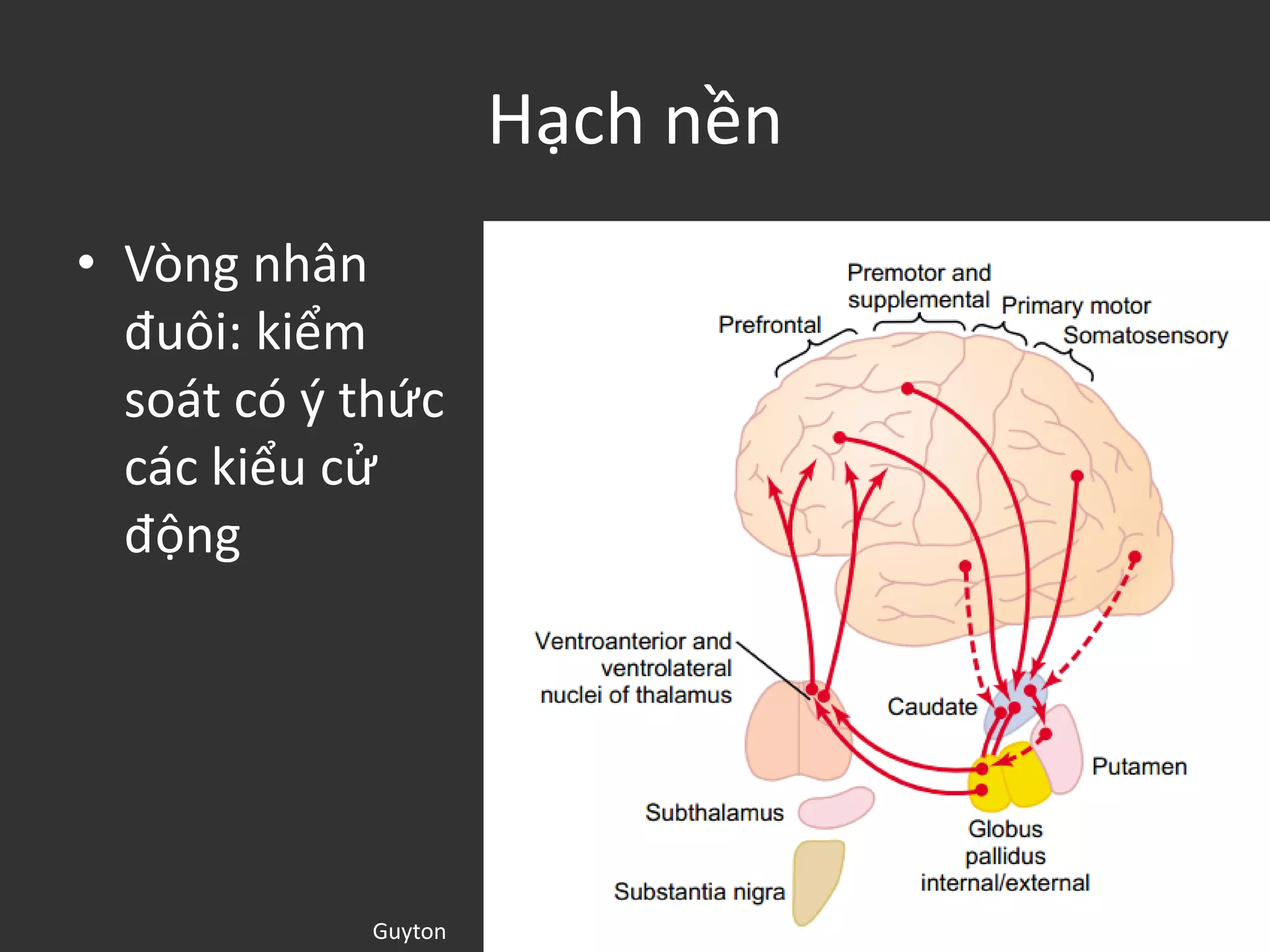 Hạch nền
• Vòng nhân
đuôi: kiểm
soát có ý thức
các kiểu cử
động
Guyton
 