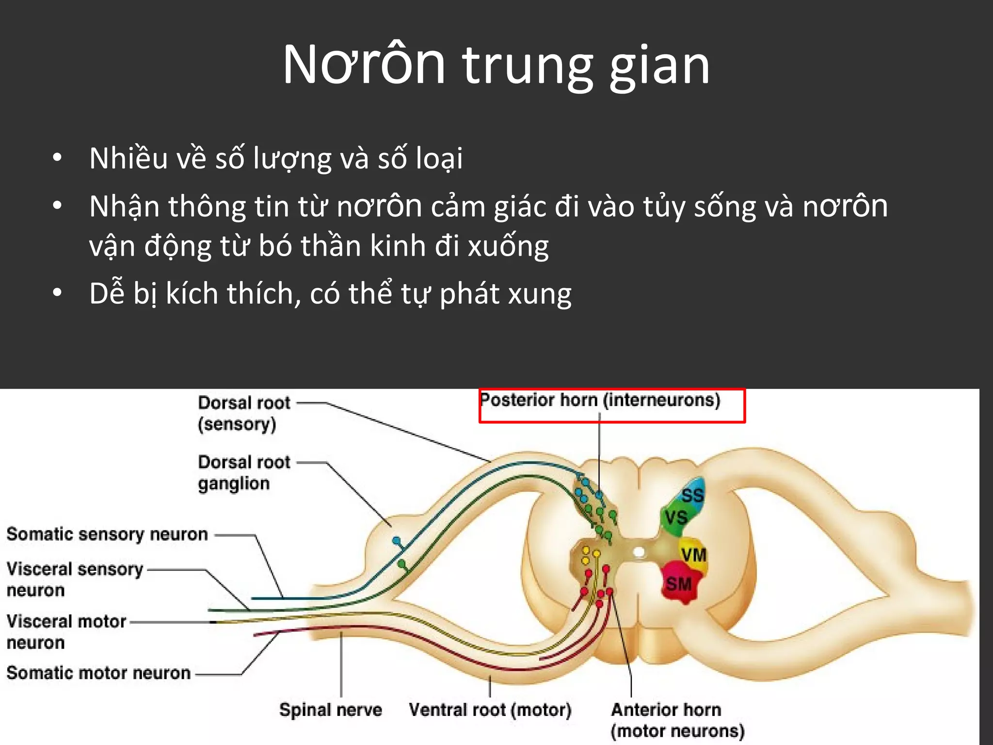 Nơrôn trung gian
• Nhiều về số lượng và số loại
• Nhận thông tin từ nơrôn cảm giác đi vào tủy sống và nơrôn
vận động từ bó thần kinh đi xuống
• Dễ bị kích thích, có thể tự phát xung
 