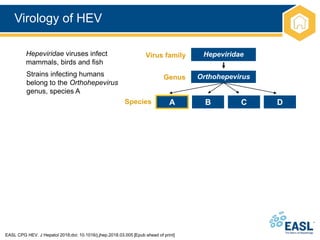 Virology of HEV
EASL CPG HEV. J Hepatol 2018;doi: 10.1016/j.jhep.2018.03.005 [Epub ahead of print]
Hepeviridae
Orthohepevirus
Virus family
Genus
Hepeviridae viruses infect
mammals, birds and fish
Strains infecting humans
belong to the Orthohepevirus
genus, species A
Species A D
C
B
 