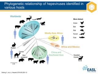 Phylogenetic relationship of hepeviruses identified in
various hosts
Debing Y, et al. J Hepatol 2016;65:200–12
Mostly Asia, Africa
China and
Southeast Asia
 