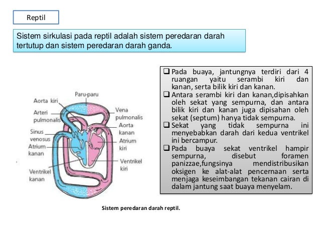 Pembuluh Darah Arteri Yang Banyak Mengandung Co2 Disebut - Sebutkan Itu