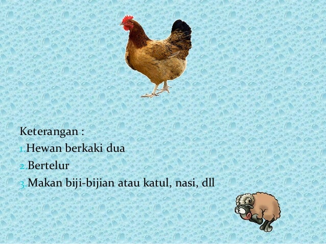 Kreasi Gambar Hewan  Dari Biji Bijian Paimin Gambar