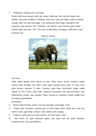 5. Perlindungan terhadap panas dan dingin
Rambut tebal yang menutupi tubuh unta mampu melindungi kulit onta dari terpaan sinar
matahari yang panas membakar. Sebaliknya, pada cuaca yang amat dingin rambut ini mampu
menjaga tubuh onta agar tetap hangat. Unta padang pasir tidak begitu terpengaruh oleh
temperatur yang mencapai 50°C. Sebaliknya, unta Bactrian yang berpunuk ganda mampu
bertahan hidup pada suhu -50°C. Unta jenis ini dapat hidup di ketinggian 4000 meter di atas
permukaan laut.
HEWAN GAJAH
Ciri-cirinya :
Gajah adalah binatang darat terbesar di bumi. Tubuh raksasa mereka berukuran hampir
sebesar rumah bertingkat satu. Bobot seekor gajah menyamai berat sekitar 50 orang. Umur
gajah biasanya mencapai 70 tahun. Umumnya, gajah hidup berkelompok dengan jumlah
anggota 30 ekor. Seekor gajah betina mengawasi kawanannya, dan yang lain bekerja sama
melaksanakan perintah sang pemimpin. Dalam kawanan ini senantiasa terdapat disiplin ketat
dan jenjang kepemimpinan.
Keunikannya :
1) Mereka dapat berenang selama 6 jam dan menempuh jarak hingga 50 km.
2) Gading gajah merupakan sepasang gigi seri pada bagian depan rahang atas, yang terus
tumbuh selama gajah hidup meskipun tidak tumbuh terlalu panjang.
3) Tengkorak gajah yang besar dan kuat,berisi otak yang sangat cerdas.
4) Oleh karena itu, gajah mempunyai ingatan yang sangat baik dan jarang melupakan
perintah-perintah yang telah diajarkan.
 