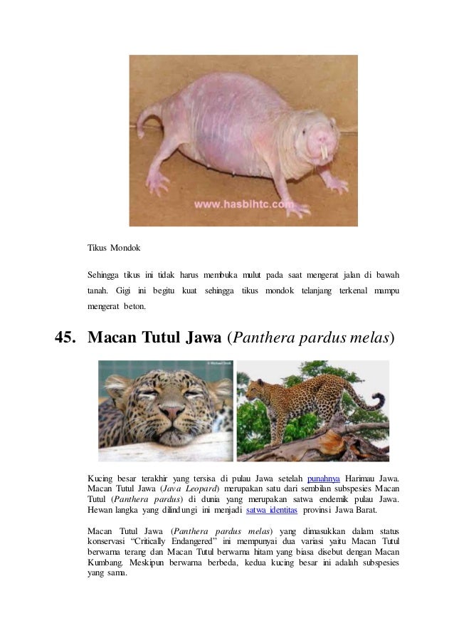 Hewan langka Hewan langka