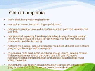 Ciri-ciri amphibia
•

tubuh diselubungi kulit yang berlendir

•

merupakan hewan berdarah dingin (poikiloterm)

•

mempunyai jantung yang terdiri dari tiga ruangan yaitu dua serambi dan
satu bilik

•

mempunyai dua pasang kaki dan pada setiap kakinya terdapat selaput
renang yang terdapat di antara jari-jari kakinya dan kakinya berfungsi
untuk melompat dan berenang

•

matanya mempunyai selaput tambahan yang disebut membrana niktitans
yang sangat berfungsi waktu menyelam

•

pernapasan pada saat masih kecebong berupa insang, setelah dewasa
alat pernapasannya berupa paru-paru dan kulit dan hidungnya
mempunyai katup yang mencegah air masuk ke dalam rongga mulut
ketika menyelam

•

berkembang biak dengan cara melepaskan telurnya dan dibuahi oleh
yang jantan di luar tubuh induknya (pembuahan eksternal).

 