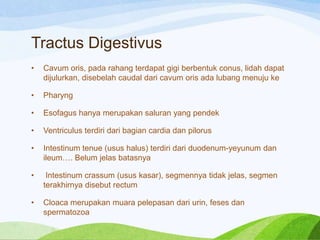 Tractus Digestivus
•

Cavum oris, pada rahang terdapat gigi berbentuk conus, lidah dapat
dijulurkan, disebelah caudal dari cavum oris ada lubang menuju ke

•

Pharyng

•

Esofagus hanya merupakan saluran yang pendek

•

Ventriculus terdiri dari bagian cardia dan pilorus

•

Intestinum tenue (usus halus) terdiri dari duodenum-yeyunum dan
ileum…. Belum jelas batasnya

•

Intestinum crassum (usus kasar), segmennya tidak jelas, segmen
terakhirnya disebut rectum

•

Cloaca merupakan muara pelepasan dari urin, feses dan
spermatozoa

 