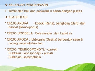  KELENJAR PENCERNAAN

• Terdiri dari hati dan pankreas = sama dengan pisces
 KLASIFIKASI
* ORDO ANURA
: kodok (Rana), bangkong (Bufo) dan
bancet (Rhacoporus)
* ORDO URODELA : Salamander dan kadal air
* ORDO APODA : Ichtyopsis (Sesilia) berbentuk seperti
cacing tanpa ekstrimitas.
* ORDO TEMNOSPONDYLI - punah
Subkelas Lepospondyli - punah
Subkelas Lissamphibia

 