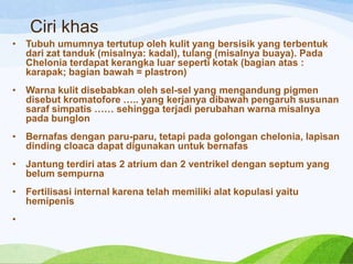 Ciri khas
•

Tubuh umumnya tertutup oleh kulit yang bersisik yang terbentuk
dari zat tanduk (misalnya: kadal), tulang (misalnya buaya). Pada
Chelonia terdapat kerangka luar seperti kotak (bagian atas :
karapak; bagian bawah = plastron)

•

Warna kulit disebabkan oleh sel-sel yang mengandung pigmen
disebut kromatofore ….. yang kerjanya dibawah pengaruh susunan
saraf simpatis …… sehingga terjadi perubahan warna misalnya
pada bunglon

•

Bernafas dengan paru-paru, tetapi pada golongan chelonia, lapisan
dinding cloaca dapat digunakan untuk bernafas

•

Jantung terdiri atas 2 atrium dan 2 ventrikel dengan septum yang
belum sempurna

•

Fertilisasi internal karena telah memiliki alat kopulasi yaitu
hemipenis

•

 