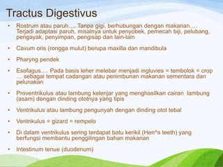 Tractus Digestivus
•

Rostrum atau paruh…. Tanpa gigi, berhubungan dengan makanan….
Terjadi adaptasi paruh, misalnya untuk penyobek, pemecah biji, pelubang,
pengayak, penyimpan, pengisap dan lain-lain

•

Cavum oris (rongga mulut) berupa maxilla dan mandibula

•

Pharyng pendek

•

Esofagus…. Pada basis leher melebar menjadi ingluvies = tembolok = crop
… sebagai tempat cadangan atau penimbunan makanan sementara dan
pelunakan

•

Proventrikulus atau lambung kelenjar yang menghasilkan cairan lambung
(asam) dengan dinding ototnya yang tipis

•

Ventrikulus atau lambung pengunyah dengan dinding otot tebal

•

Ventrikulus = gizard = rempelo

•

Di dalam ventrikulus sering terdapat batu kerikil (Hen^s teeth) yang
berfungsi membantu penggilingan bahan makanan

•

Intestinum tenue (duodenum)

 
