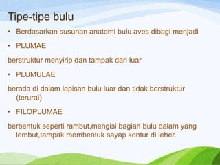 Tipe-tipe bulu
• Berdasarkan susunan anatomi bulu aves dibagi menjadi
• PLUMAE

berstruktur menyirip dan tampak dari luar
• PLUMULAE
berada di dalam lapisan bulu luar dan tidak berstruktur
(terurai)
• FILOPLUMAE
berbentuk seperti rambut,mengisi bagian bulu dalam yang
lembut,tampak membentuk sayap kontur di leher.

 