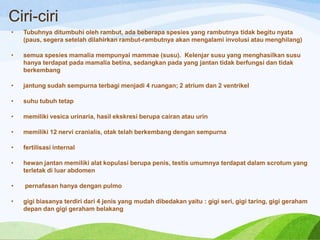 Ciri-ciri
•

Tubuhnya ditumbuhi oleh rambut, ada beberapa spesies yang rambutnya tidak begitu nyata
(paus, segera setelah dilahirkan rambut-rambutnya akan mengalami involusi atau menghilang)

•

semua spesies mamalia mempunyai mammae (susu). Kelenjar susu yang menghasilkan susu
hanya terdapat pada mamalia betina, sedangkan pada yang jantan tidak berfungsi dan tidak
berkembang

•

jantung sudah sempurna terbagi menjadi 4 ruangan; 2 atrium dan 2 ventrikel

•

suhu tubuh tetap

•

memiliki vesica urinaria, hasil ekskresi berupa cairan atau urin

•

memiliki 12 nervi cranialis, otak telah berkembang dengan sempurna

•

fertilisasi internal

•

hewan jantan memiliki alat kopulasi berupa penis, testis umumnya terdapat dalam scrotum yang
terletak di luar abdomen

•

pernafasan hanya dengan pulmo

•

gigi biasanya terdiri dari 4 jenis yang mudah dibedakan yaitu : gigi seri, gigi taring, gigi geraham
depan dan gigi geraham belakang

 