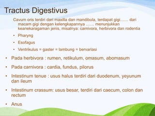 Tractus Digestivus
Cavum oris terdiri dari maxilla dan mandibula, terdapat gigi…… dari
macam gigi dengan kelengkapannya …… menunjukkan
keanekaragaman jenis, misalnya: carnivora, herbivora dan rodentia
• Pharyng

• Esofagus
• Ventrikulus = gaster = lambung = bervariasi

• Pada herbivora : rumen, retikulum, omasum, abomasum
• Pada carnivora : cardia, fundus, pilorus
• Intestinum tenue : usus halus terdiri dari duodenum, yeyunum
dan ileum
• Intestinum crassum: usus besar, terdiri dari caecum, colon dan
rectum
• Anus

 