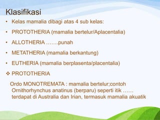 Klasifikasi
• Kelas mamalia dibagi atas 4 sub kelas:
• PROTOTHERIA (mamalia bertelur/Aplacentalia)

• ALLOTHERIA …….punah
• METATHERIA (mamalia berkantung)
• EUTHERIA (mamalia berplasenta/placentalia)

 PROTOTHERIA
Ordo MONOTREMATA : mamalia bertelur;contoh
Ornithorhynchus anatinus (berparu) seperti itik ……
terdapat di Australia dan Irian, termasuk mamalia akuatik

 