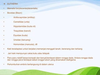  EUTHERIA
•

Mamalia berplacenta/placentalia;

•

Bovidae (Bison)

•

Antilocapridae (antilop)

•

Camelidae (unta)

•

Hippotamidae (kuda nil)

•

Traqulidae (kancil)

•

Equidae (kuda)

•

Ursidae (beruang)

•

Homonidae (manusia), dll

•

Kaki teradaptasi untuk berjalan;memanjat,menggali tanah, berenang dan terbang

•

Jari kaki mempunyai cakar,kuku atau telapak

•

Paru-paru relatif besar,kompak dan kenyal;terdapat dalam rongga dada. Antara rongga dada
dan rongga perut terdapat sekat rongga tubuh yang dinamakan diafrgama

•

Pertumbuhan embrio berlangsung di dalam uterus

 