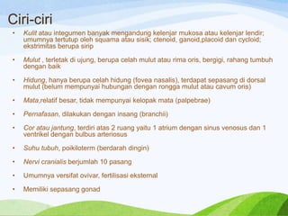 Ciri-ciri
•

Kulit atau integumen banyak mengandung kelenjar mukosa atau kelenjar lendir;
umumnya tertutup oleh squama atau sisik; ctenoid, ganoid,placoid dan cycloid;
ekstrimitas berupa sirip

•

Mulut , terletak di ujung, berupa celah mulut atau rima oris, bergigi, rahang tumbuh
dengan baik

•

Hidung, hanya berupa celah hidung (fovea nasalis), terdapat sepasang di dorsal
mulut (belum mempunyai hubungan dengan rongga mulut atau cavum oris)

•

Mata,relatif besar, tidak mempunyai kelopak mata (palpebrae)

•

Pernafasan, dilakukan dengan insang (branchii)

•

Cor atau jantung, terdiri atas 2 ruang yaitu 1 atrium dengan sinus venosus dan 1
ventrikel dengan bulbus arteriosus

•

Suhu tubuh, poikiloterm (berdarah dingin)

•

Nervi cranialis berjumlah 10 pasang

•

Umumnya versifat ovivar, fertilisasi eksternal

•

Memiliki sepasang gonad

 