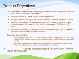 Tractus Digestivus
• Cavum oris, pada rahang terdapat gigi berbentuk conus,lidah melekat pada
dasar mulut, tidak dapat digerakkan
• Pharyng atau tekak, dapat terlihat jika insang diambil
• Esofagus, pendek sebagai lanjutan dari pharyng, berbentuk seperti kerucut
• Ventriculus umumnya membesar,kecuali pada ikan mas (Cyprinus carpio)
merupakan pembesaran dari usus, batas-batas dengan usus tidak begitu
nyata
• Usus atau intestinum merupakan saluran atau tube panjang, yang berkelokkelok dan berakhir atau bermuara ke anus

•

Kelenjar pencernaan:
• Hati, menghasilkan empedu (ditimbun dalam kandung empedu atau vesica fellea)
dan kemudian dialirkan ke usus untuk membantu pencernaan (terutama memecah
lemak)
• Pankreas, sebagai kelenjar eksokrin: menghasilkan getah-getah pankreas atau
enzim yang disalurkan ke usus untuk membantu pencernaan

•

Sebagai kelenjar endokrin : menghasilkan hormon
insulin dan glukagon

 