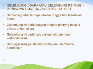 • GELEMBUNG UDARA ATAU GELEMBUNG RENANG =
VESICA PNEUMATICA = VESICA NETATORIA
• Berdinding tebal terdapat dalam rongga tubuh sebelah
dorsal

• Gelembung ini berhubungan dengan pharyng melalui
ductus pneumaticus
• Gelembung ini berisi gas oksigen,nitrogen dan
karbondioksida
• Berfungsi sebagai alat hidrostatik dan membantu
pernafasan

•

 