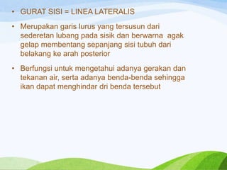 • GURAT SISI = LINEA LATERALIS

• Merupakan garis lurus yang tersusun dari
sederetan lubang pada sisik dan berwarna agak
gelap membentang sepanjang sisi tubuh dari
belakang ke arah posterior
• Berfungsi untuk mengetahui adanya gerakan dan
tekanan air, serta adanya benda-benda sehingga
ikan dapat menghindar dri benda tersebut

 