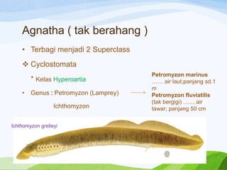 Agnatha ( tak berahang )
• Terbagi menjadi 2 Superclass

 Cyclostomata
* Kelas Hyperoartia
•

Genus : Petromyzon (Lamprey)
Ichthomyzon

Ichthomyzon grelleyi

Petromyzon marinus
…… air laut;panjang sd.1
m
Petromyzon fluviatilis
(tak bergigi) …… air
tawar; panjang 50 cm

 