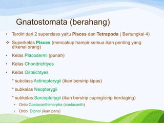 Gnatostomata (berahang)
•

Terdiri dari 2 superclass yaitu Pisces dan Tetrapoda ( Bertungkai 4)

 Superkelas Pisces (mencakup hampir semua ikan penting yang
dikenal orang)
•

Kelas Placodermi (punah)

•

Kelas Chondrichtyes

•

Kelas Osteichtyes
* subclass Actinopterygii (ikan bersirip kipas)
* subkelas Neopterygii
* subkelas Sarcopterygii (ikan bersirip cuping/sirip berdaging)
• Ordo Coelacanthimorpha (coelacanth)
• Ordo Dipnoi (ikan paru)

 
