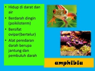 amphibia
• Hidup di darat dan
air
• Berdarah dingin
(poikiloterm)
• Bersifat
ovipar(bertelur)
• Alat peredaran
darah berupa
jantung dan
pembuluh darah
 