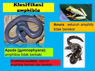 Klasifikasi
amphibia
Anura : seluruh amphibi
tidak berekor
Apoda (gymnophyana):
amphibia tidak berkaki
Urodella(caudata): seluruh
amphibia berkaki dan berekor
 