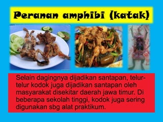 Peranan amphibi (katak)
Selain dagingnya dijadikan santapan, telur-
telur kodok juga dijadikan santapan oleh
masyarakat disekitar daerah jawa timur. Di
beberapa sekolah tinggi, kodok juga sering
digunakan sbg alat praktikum.
 
