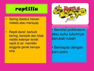 reptilia
• Sering disebut hewan
melata atau merayap
• Reptil darat: berkulit
kering, bersisik dan tidak
meiliki kelenjar lendir.
reptil di air: memiliki
anggota gerak berupa
sirip
• Bersifat poikiloterm
atau suhu tubuhnya
berubah rubah
• Bernapas dengan
paru-paru
 
