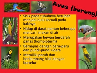 • Sisik pada tubuhnya berubah
menjadi bulu kecuali pada
kakinya
• Hidup di darat namun beberapa
mencari makan di air
• Merupakan hewan berdarah
panas (homoioterm)
• Bernapas dengan paru-paru
dan pundi-pundi udara
• Memiliki paruh dan
berkembang biak dengan
bertelur
 