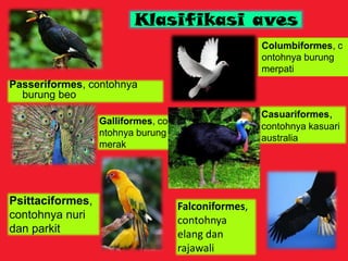 Klasifikasi aves
Passeriformes, contohnya
burung beo
Casuariformes,
contohnya kasuari
australia
Columbiformes, c
ontohnya burung
merpati
Falconiformes,
contohnya
elang dan
rajawali
Psittaciformes,
contohnya nuri
dan parkit
Galliformes, co
ntohnya burung
merak
 