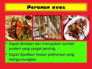 Peranan aves
• Dapat dimakan dan merupakan sumber
protein yang sangat penting
• Dapat dijadikan hewan peliharaan yang
menguntungkan
 
