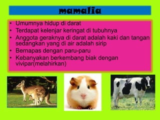 • Umumnya hidup di darat
• Terdapat kelenjar keringat di tubuhnya
• Anggota geraknya di darat adalah kaki dan tangan
sedangkan yang di air adalah sirip
• Bernapas dengan paru-paru
• Kebanyakan berkembang biak dengan
vivipar(melahirkan)
mamalia
 