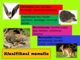 Klasifikasi mamalia
• Chiroptera atau mamalia
bersayap, contohnya kelelawar
Monotremata, bersifat ovipar
atau bertelur, contohnya
platypus
Marsupilaia (hewan
berkantung), bersifat
vivipar, contohnya kangguru
Insectivora atau hewan
pemakan serangga, contonya
landak
 