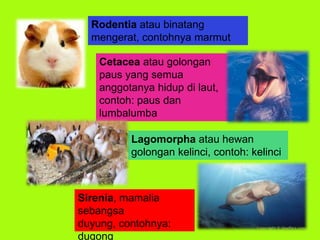 Rodentia atau binatang
mengerat, contohnya marmut
Lagomorpha atau hewan
golongan kelinci, contoh: kelinci
Cetacea atau golongan
paus yang semua
anggotanya hidup di laut,
contoh: paus dan
lumbalumba
Sirenia, mamalia
sebangsa
duyung, contohnya:
dugong
 